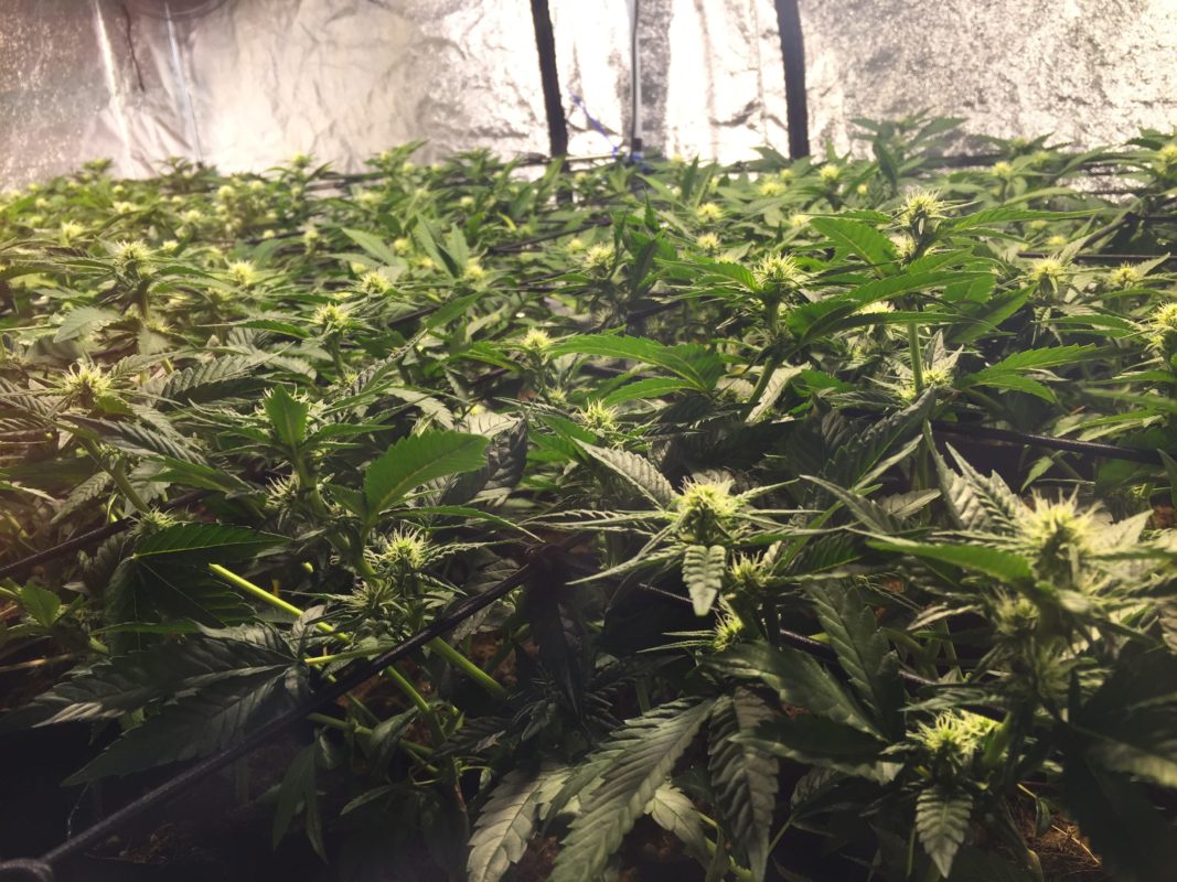 High Garden