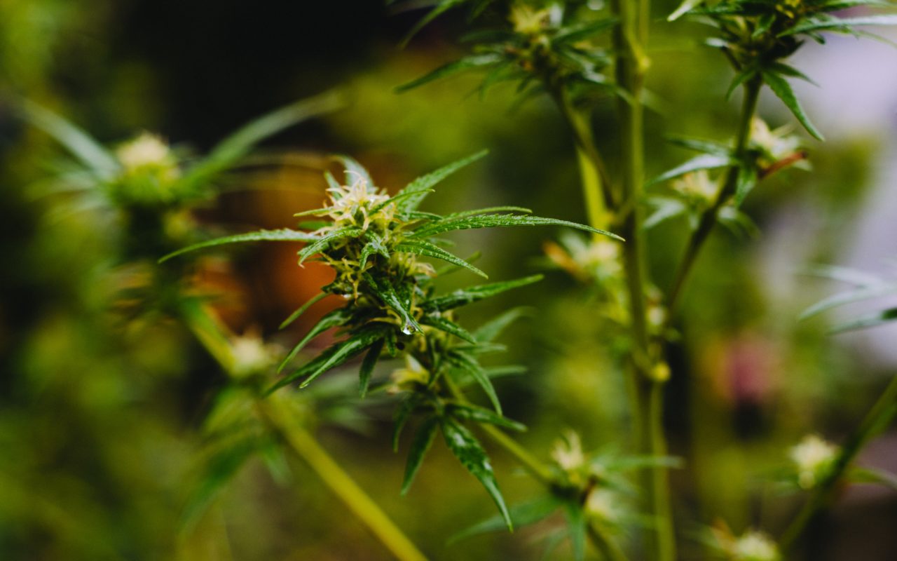 High Garden