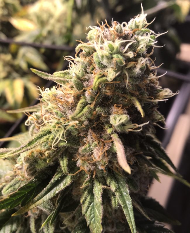 High Garden
