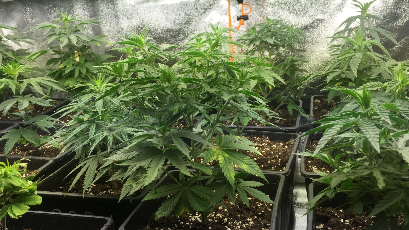 High Garden