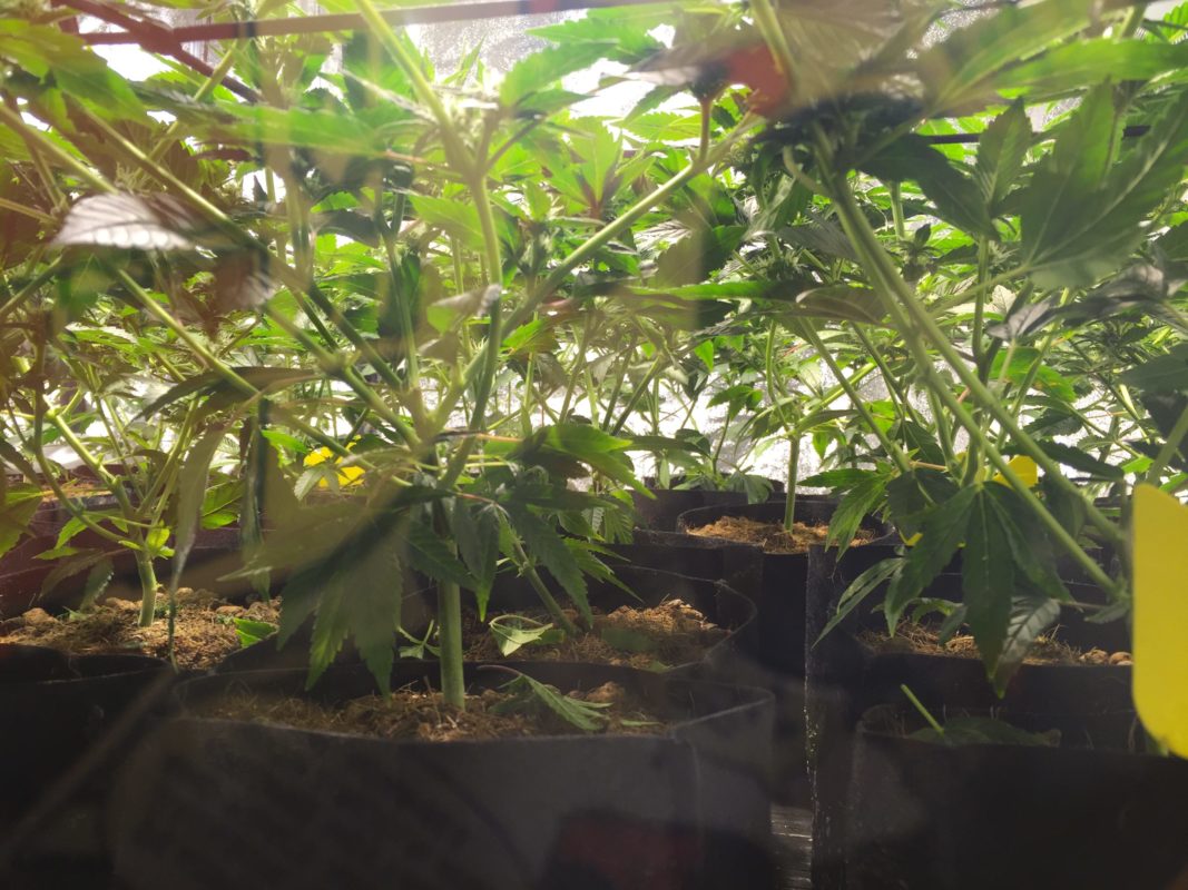 High Garden