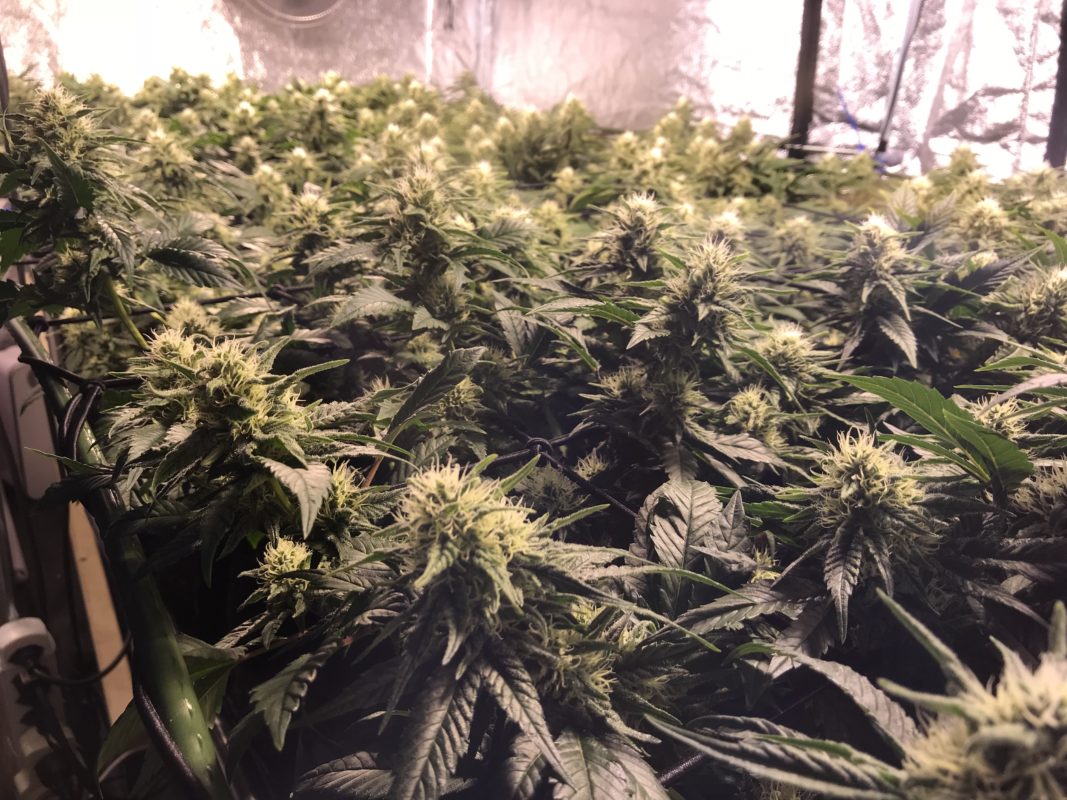High Garden