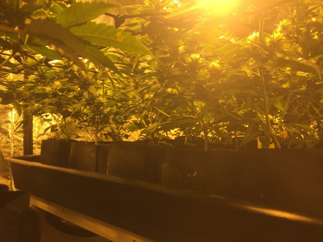 High Garden
