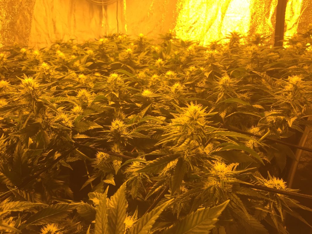 High Garden