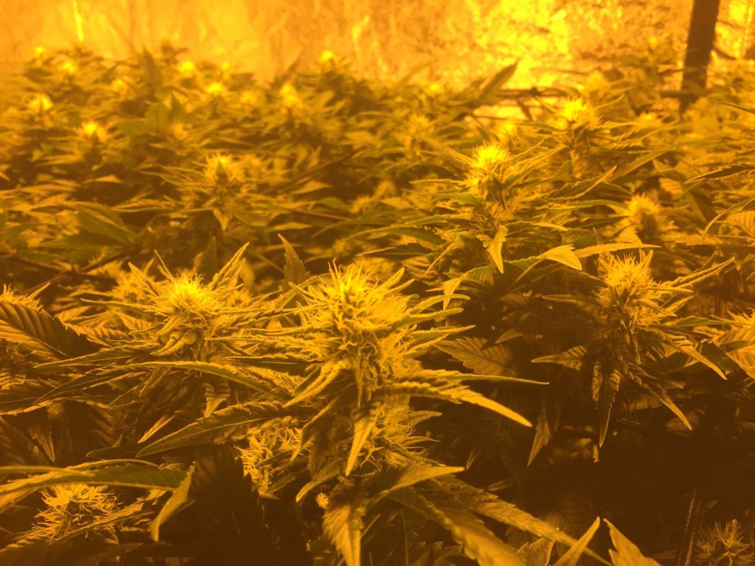 High Garden