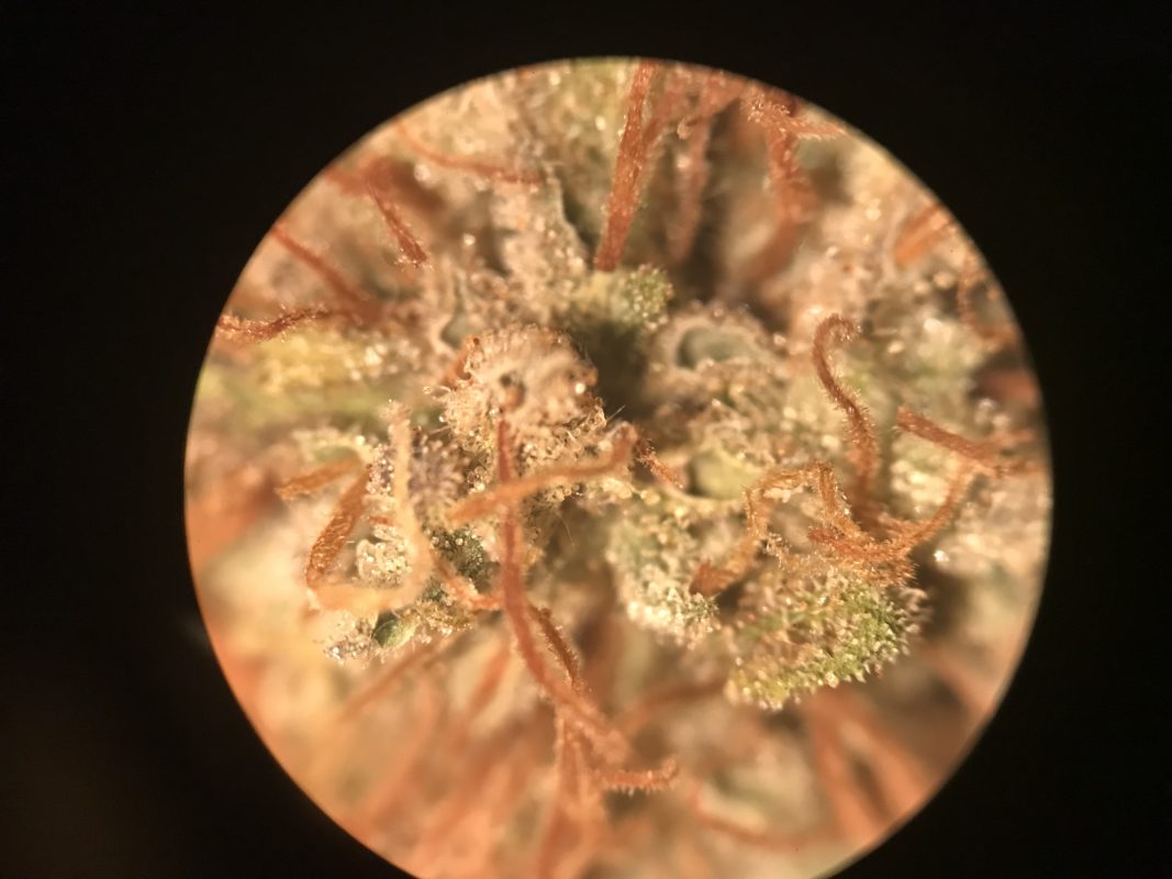 High Garden