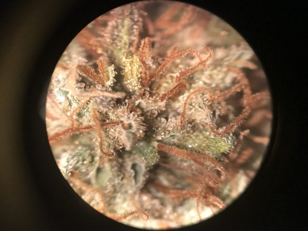 High Garden