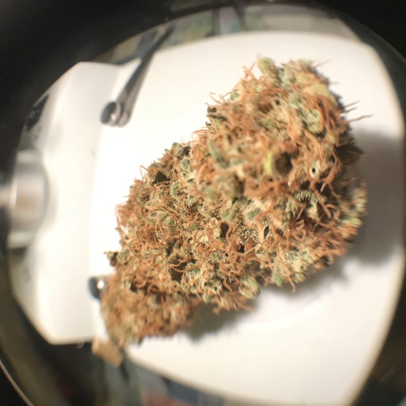 High Garden