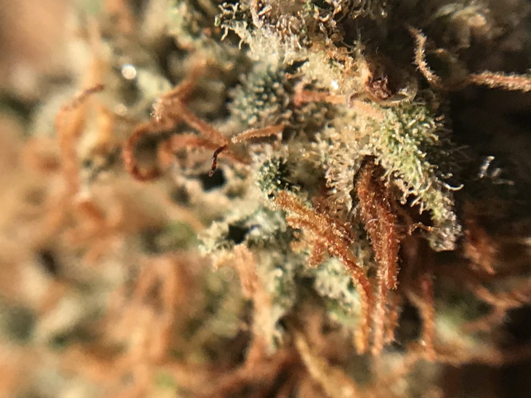 High Garden