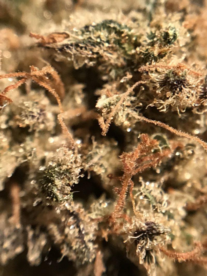 High Garden