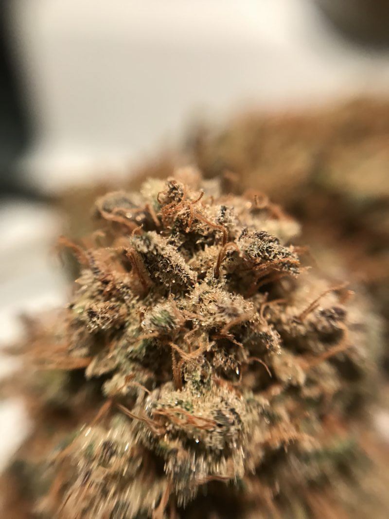 High Garden