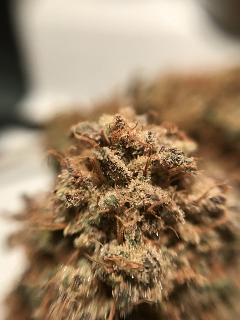 High Garden