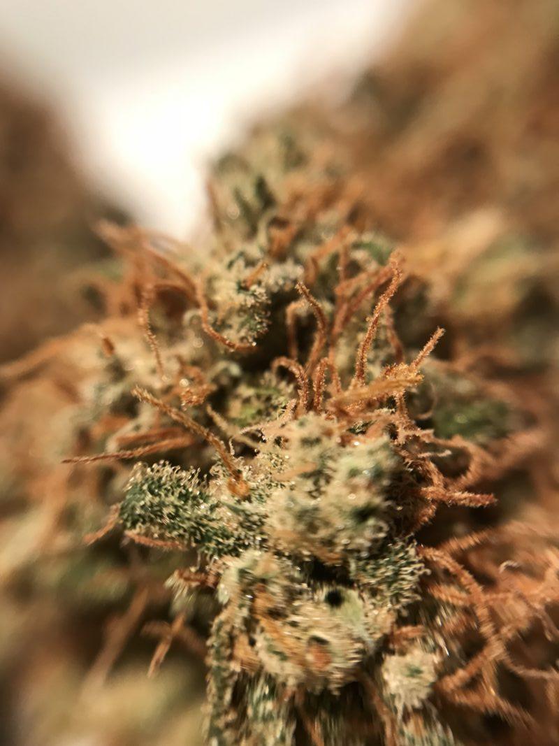 High Garden