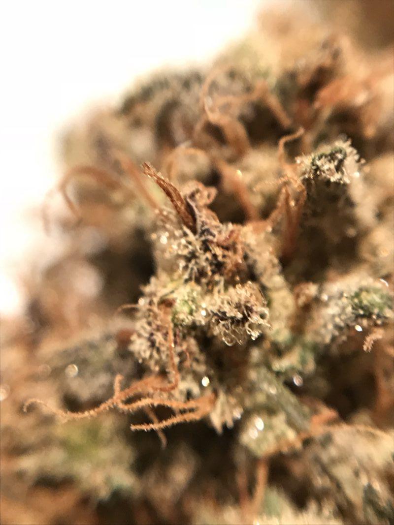 High Garden