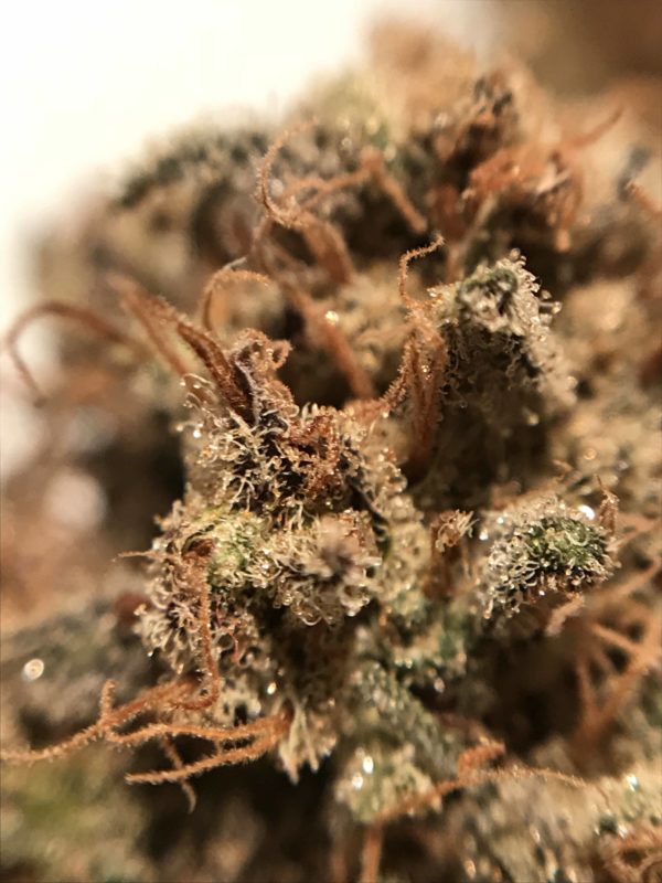 High Garden