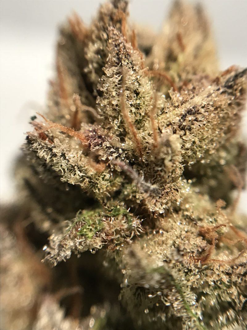 High Garden