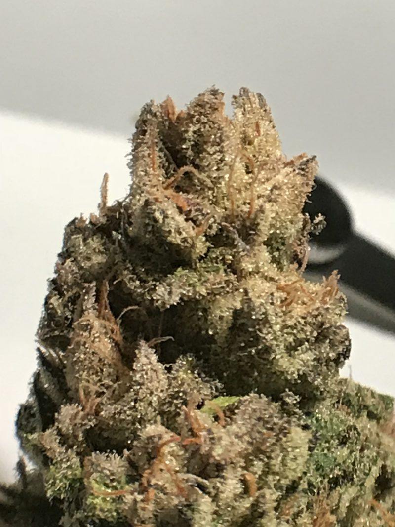 High Garden