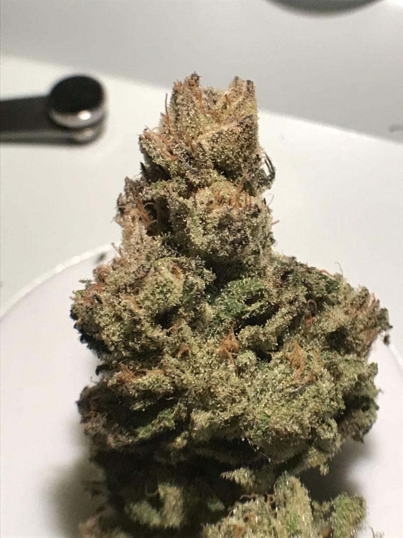 High Garden
