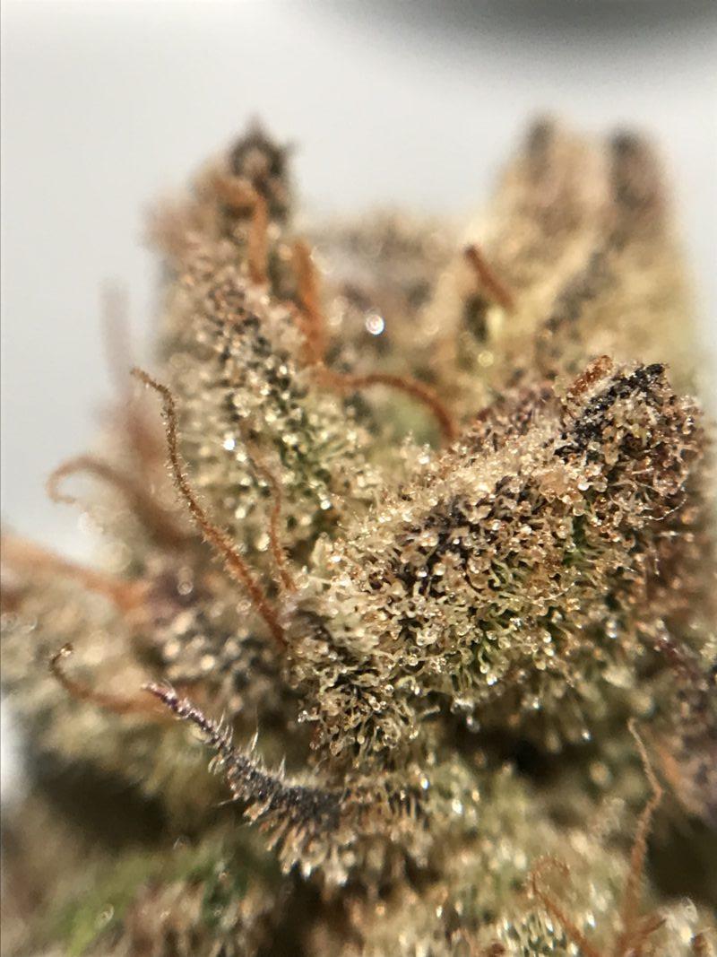 High Garden