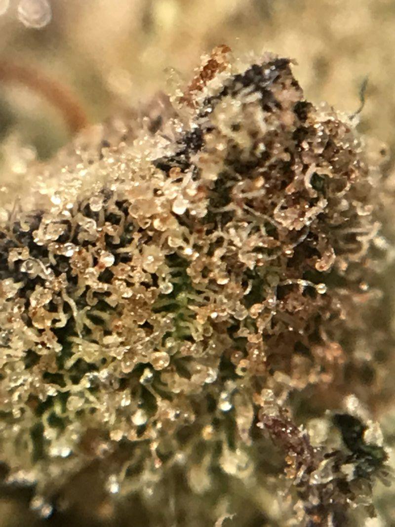 High Garden