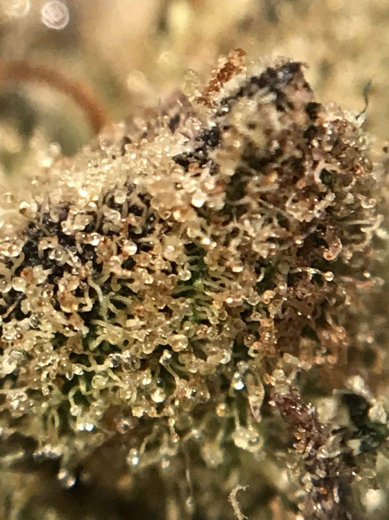 High Garden