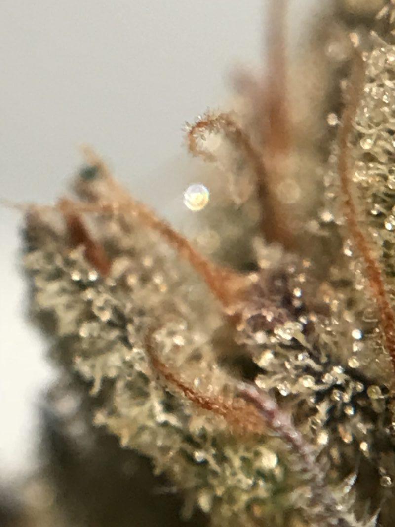 High Garden