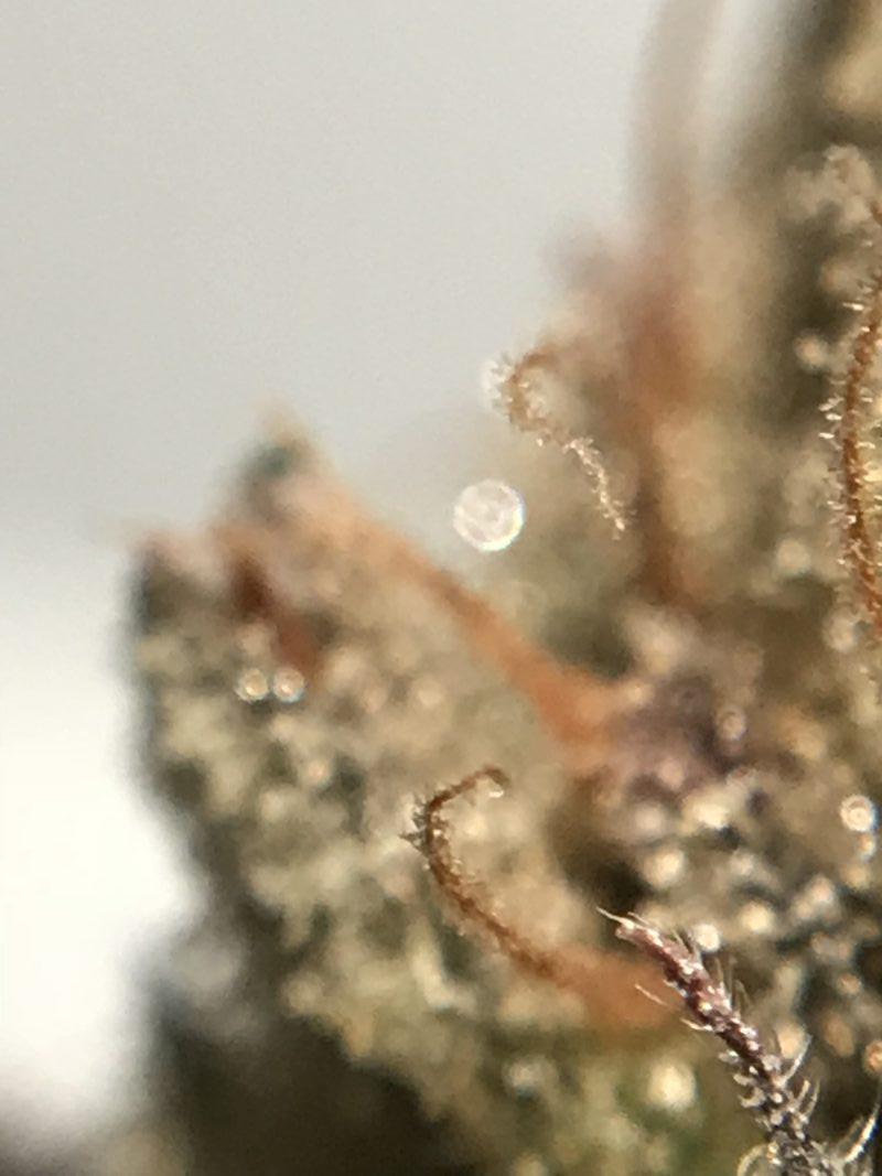 High Garden