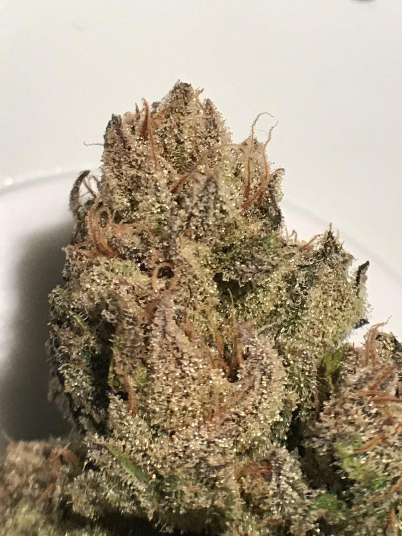 High Garden