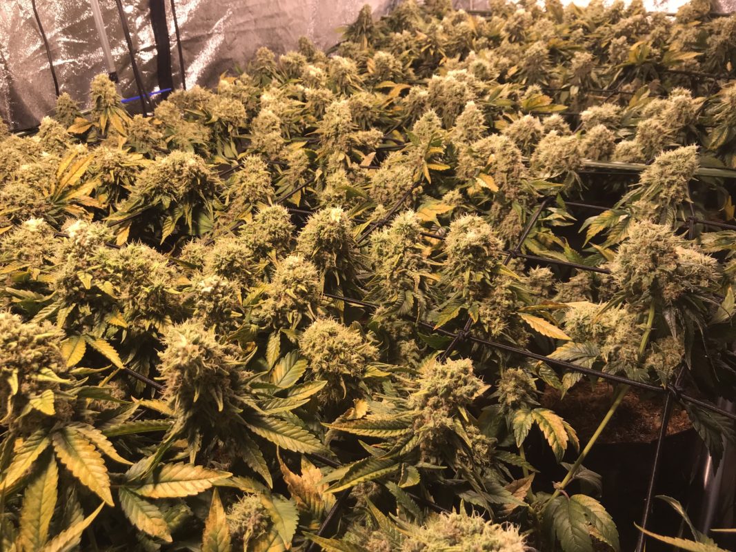 High Garden