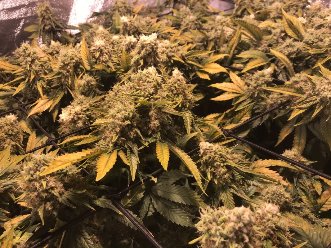 High Garden