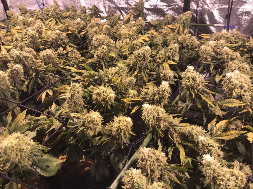 High Garden