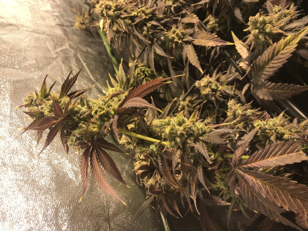 High Garden