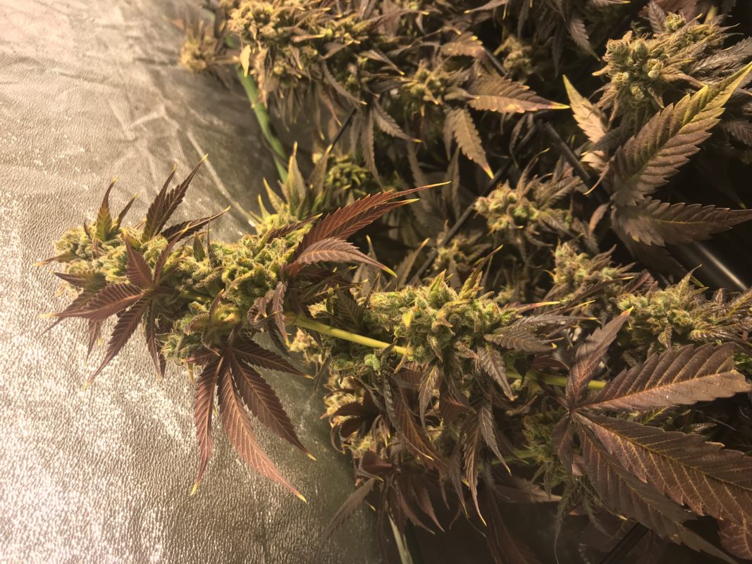 High Garden