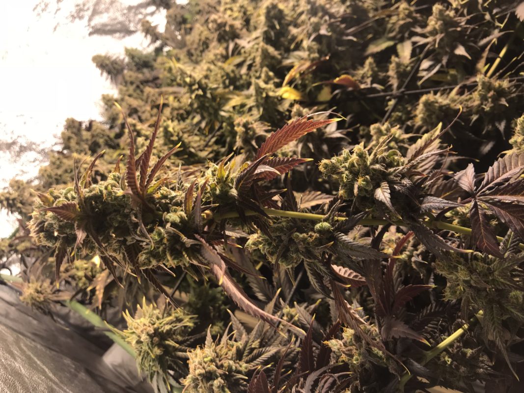 High Garden