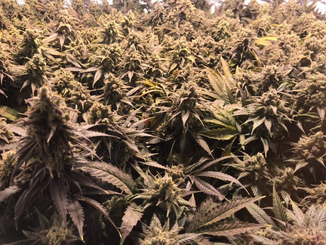 High Garden