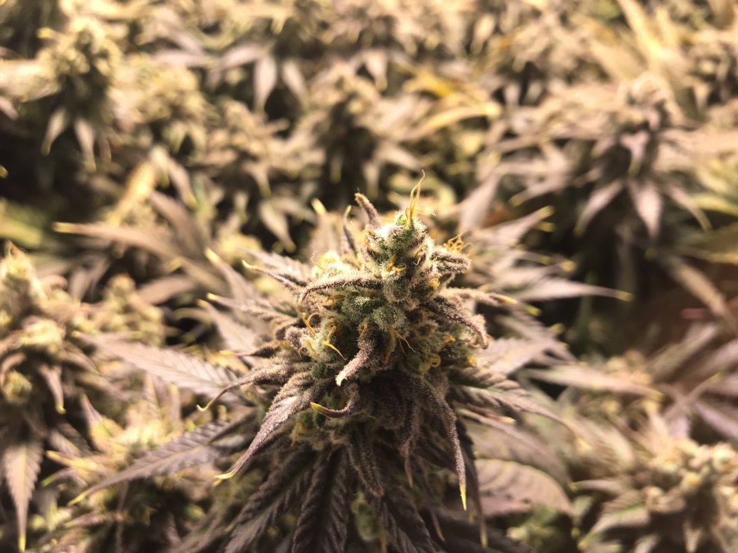 High Garden