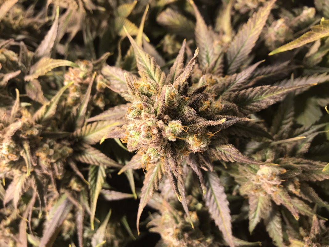 High Garden