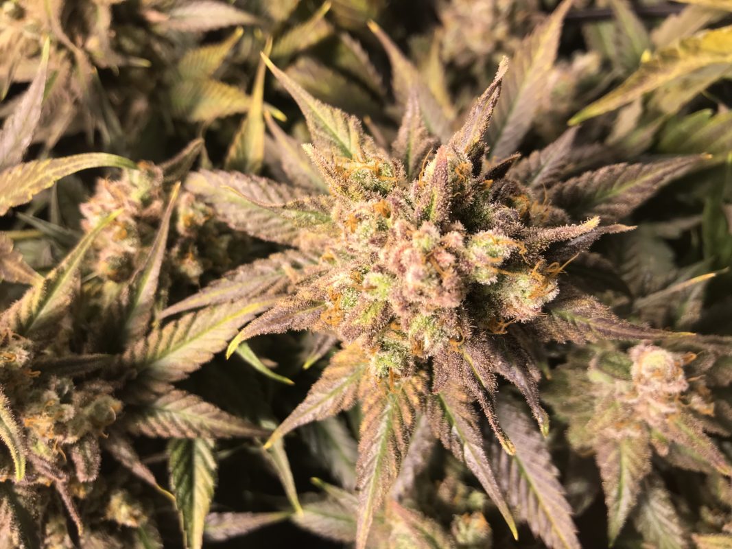 High Garden