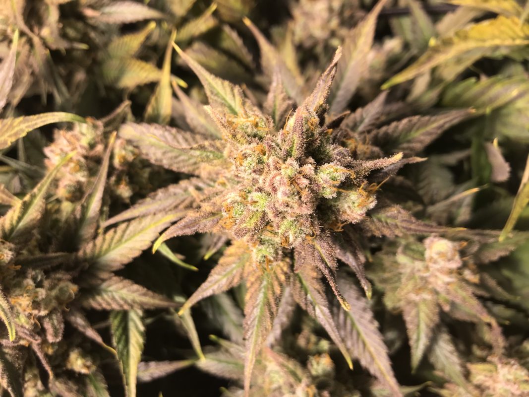 High Garden