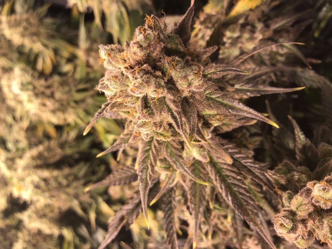 High Garden