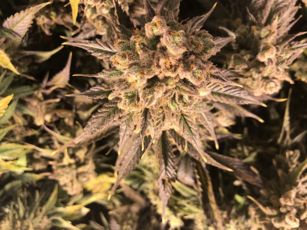 High Garden