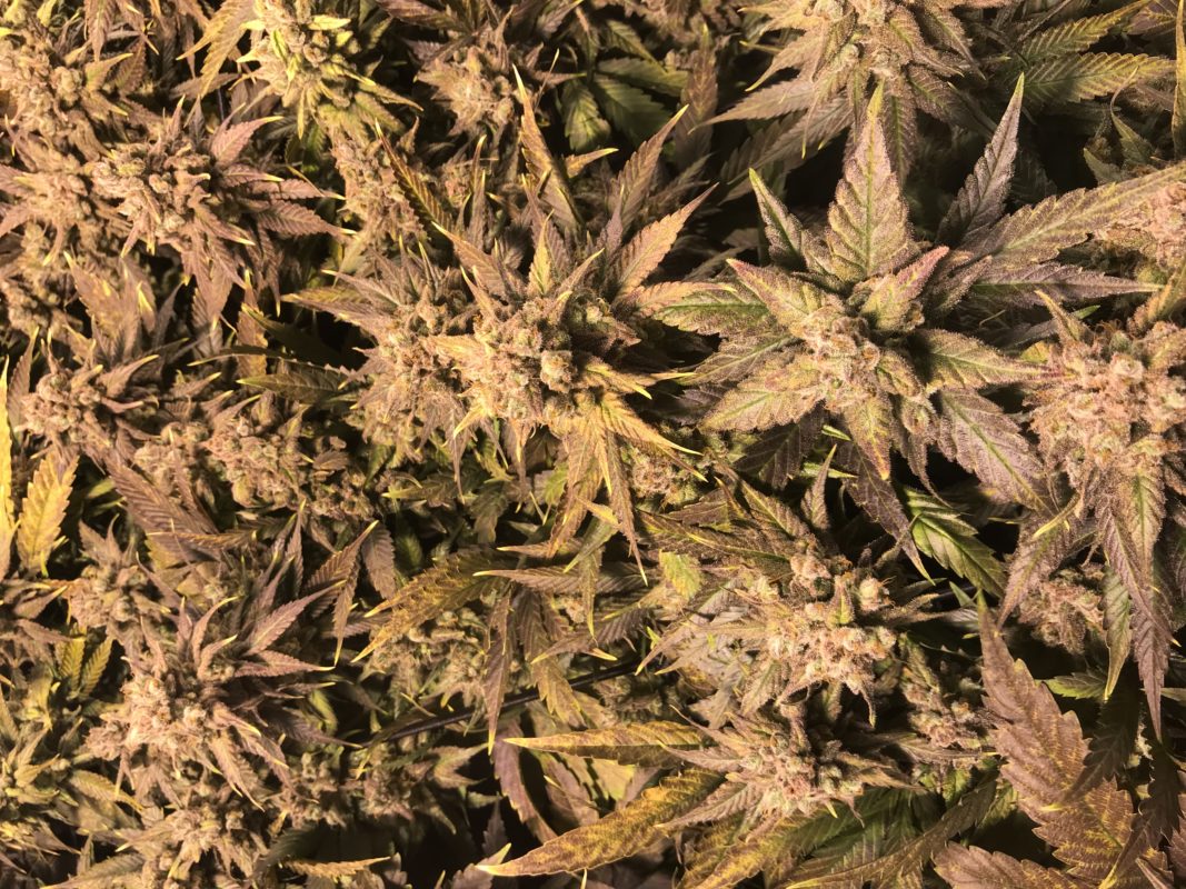 High Garden
