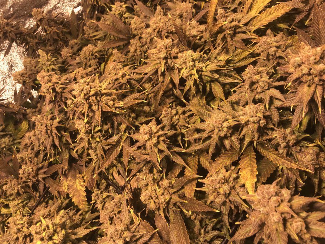 High Garden
