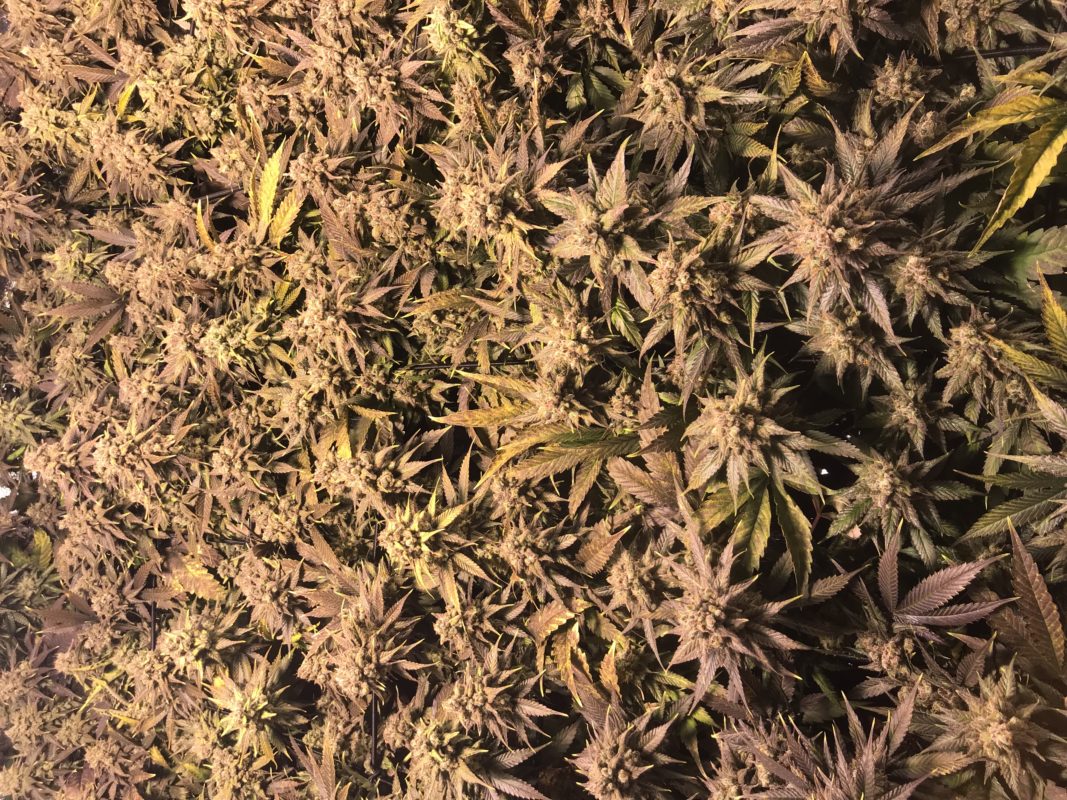 High Garden