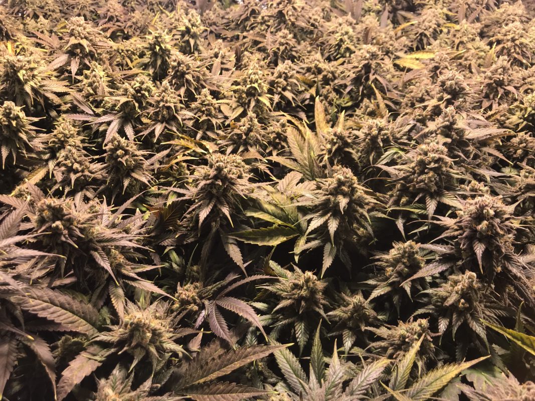 High Garden