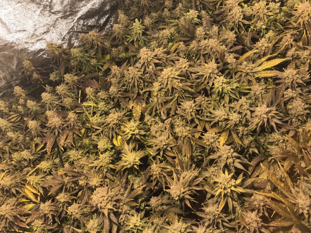 High Garden