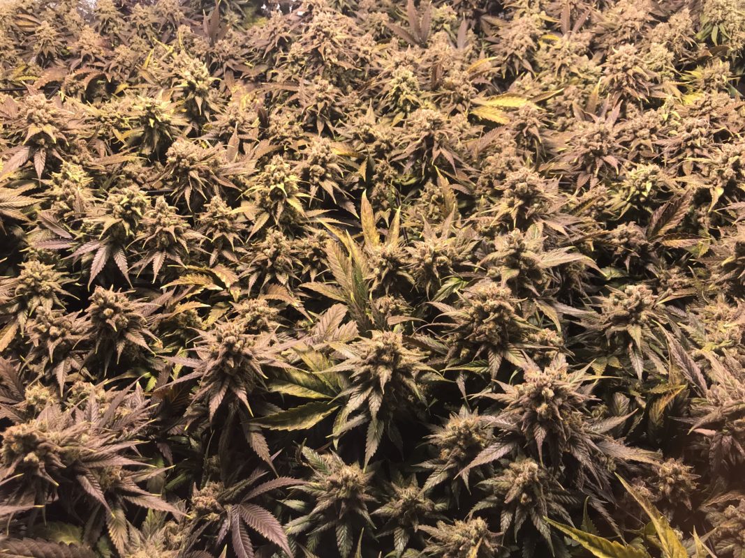 High Garden