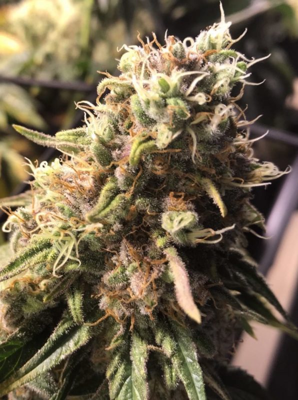 High Garden