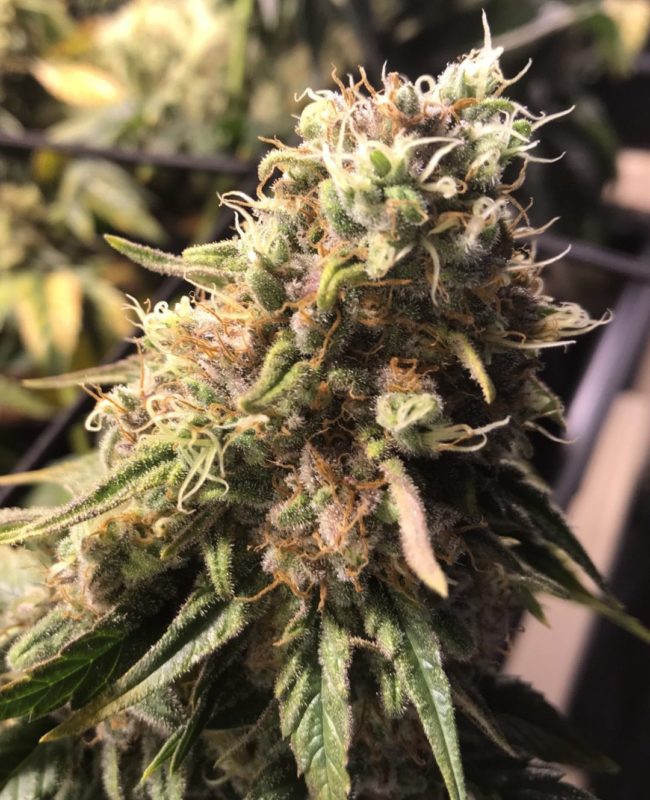 High Garden