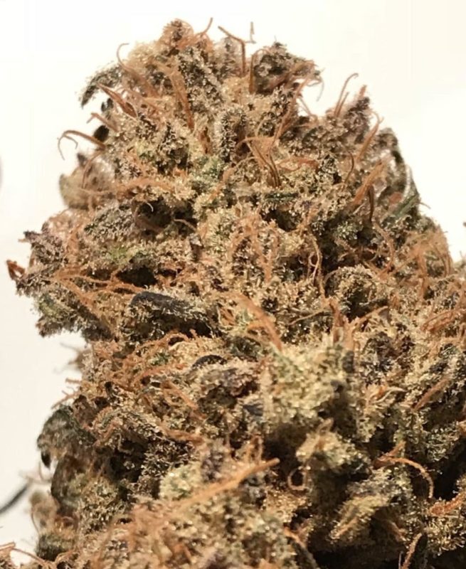 High Garden